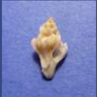 Typhinellus labiatus (2).JPG